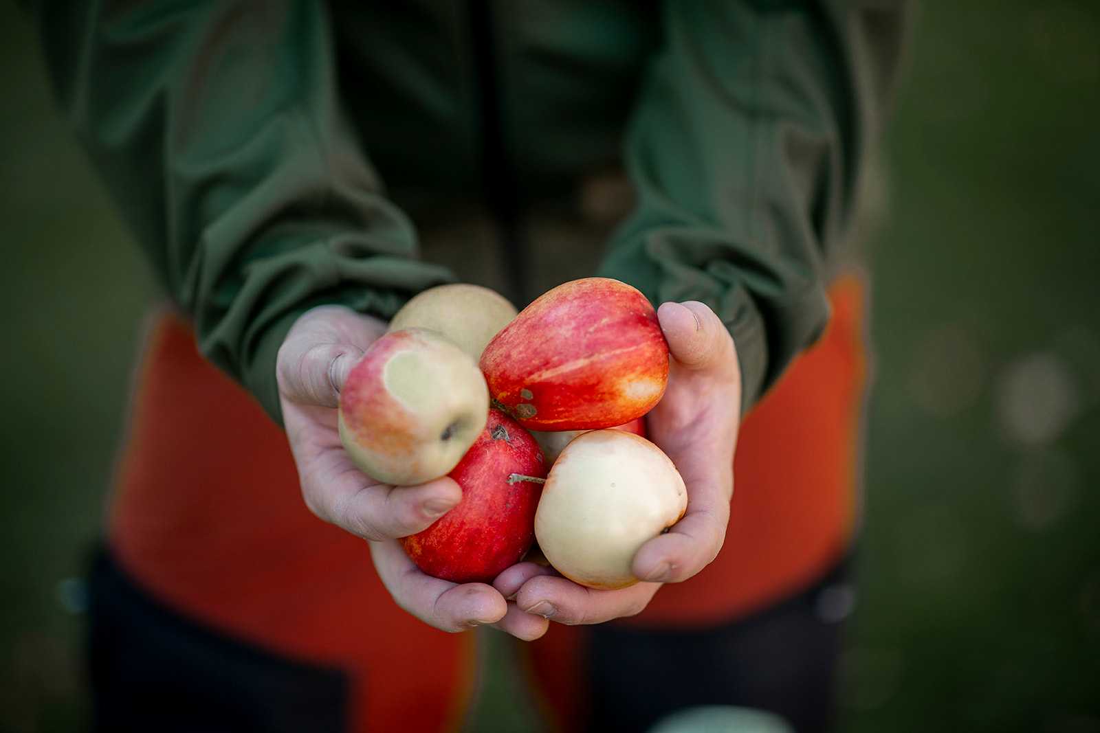 Anna håller äpplen i händerna