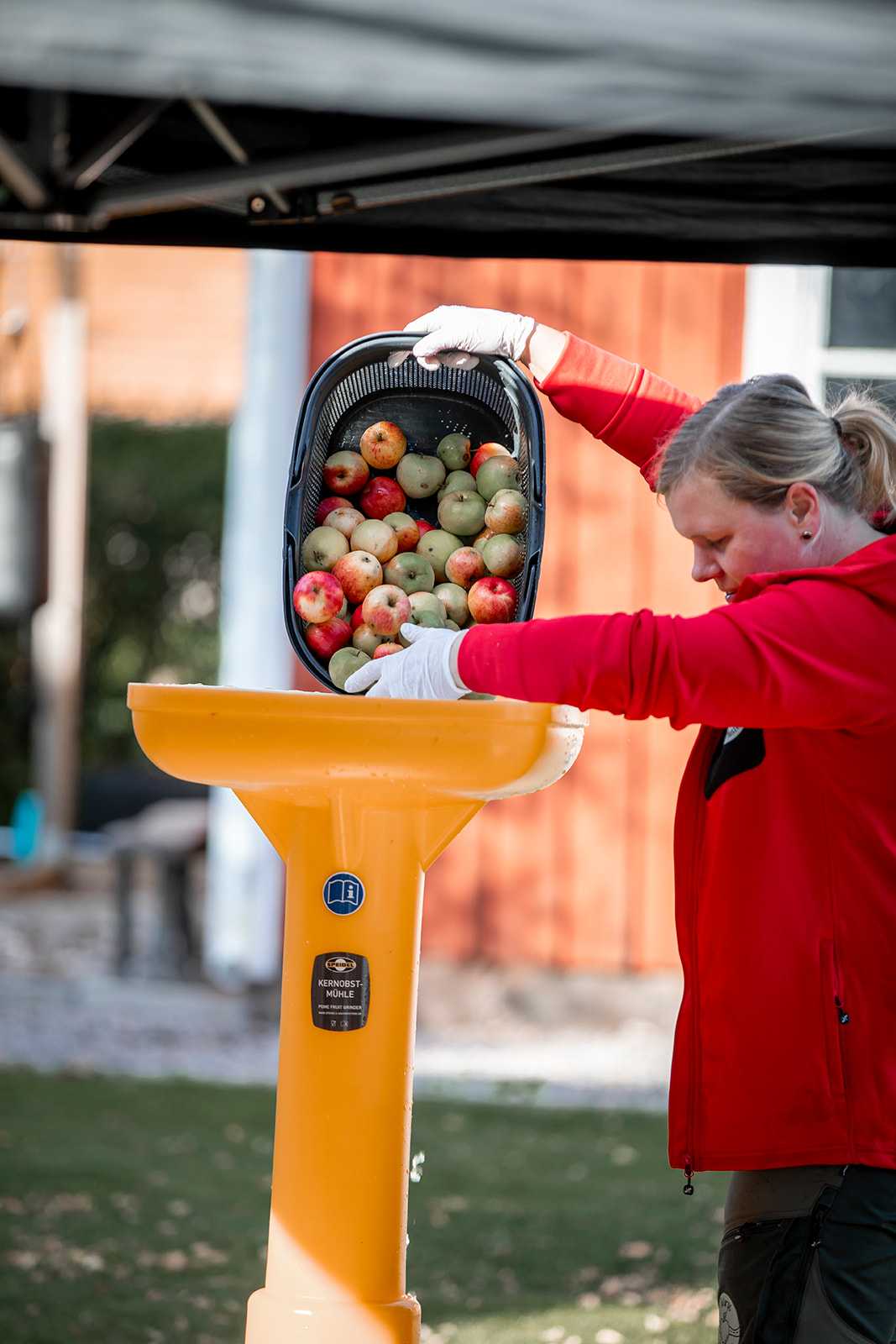 Anna häller ner äpplen i kvarnen